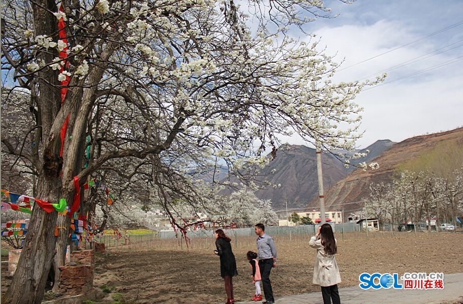 9株300多年的古梨樹競(jìng)相綻放