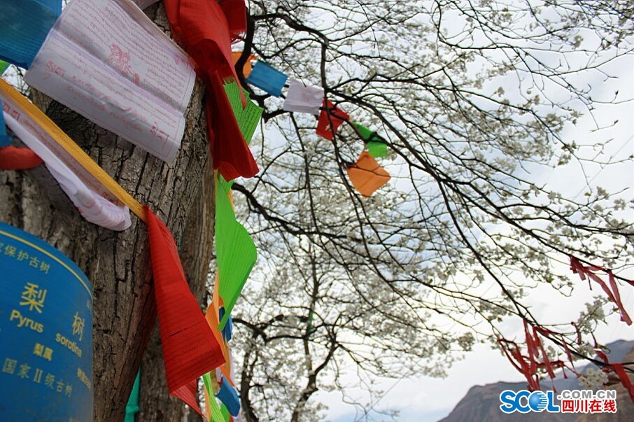 9株300多年的古梨樹競(jìng)相綻放