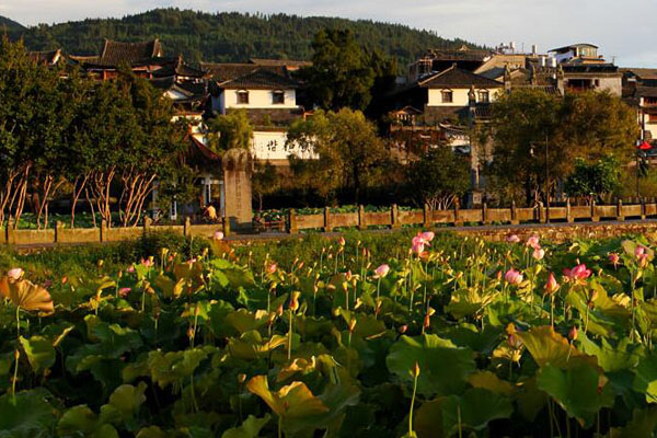 古鎮(zhèn)荷花開