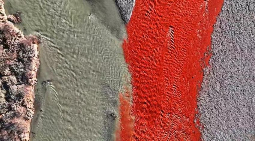 “涇渭分明”景觀。吳永明攝