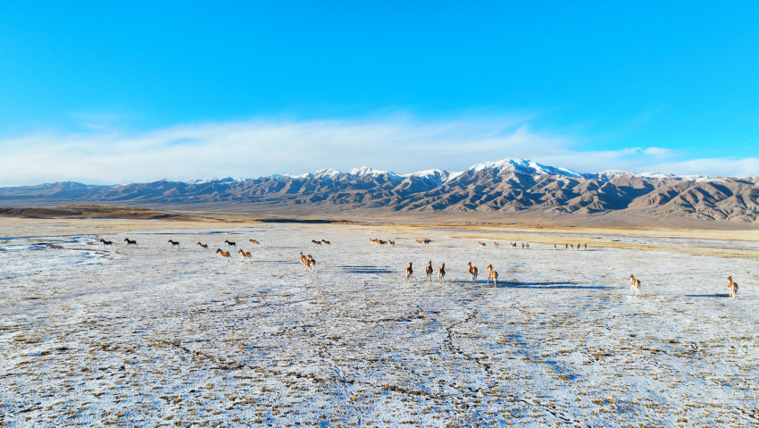 柴達木盆地——野生動物的天堂。巴圖那生攝