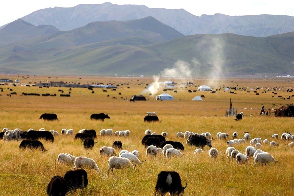 1546348666591734.jpg 51.jpg