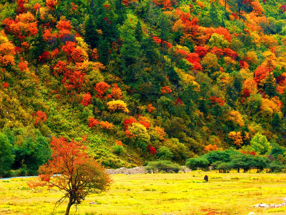 迪慶高原層林盡染。（張國(guó)華　 攝）CIMG4718_.jpg