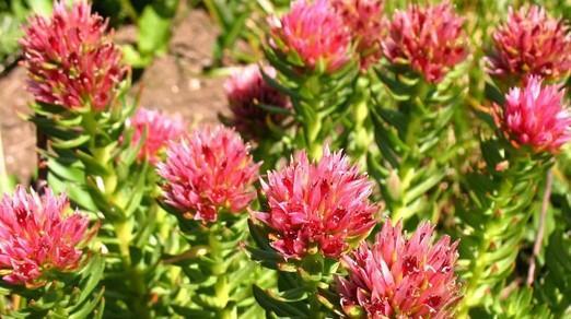 1487644859138204.jpg u=3220300683,3544728925&fm=23&gp=0.jpg