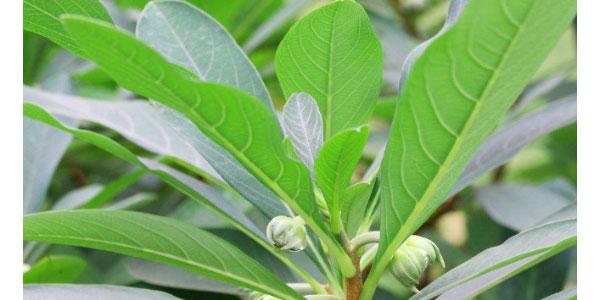 1529634867943928.jpg 1-1P426093043B2.jpg